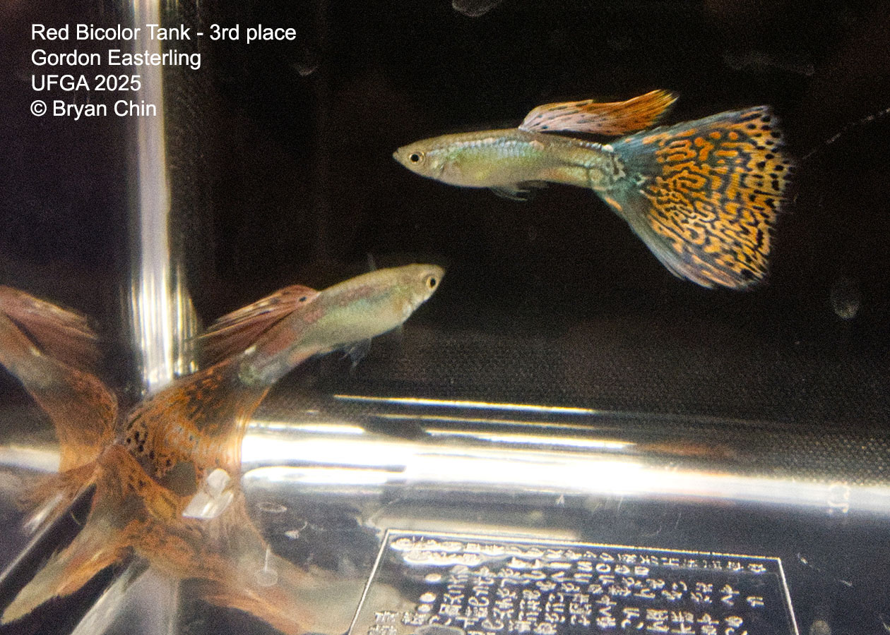 Guppy Red Bicolor